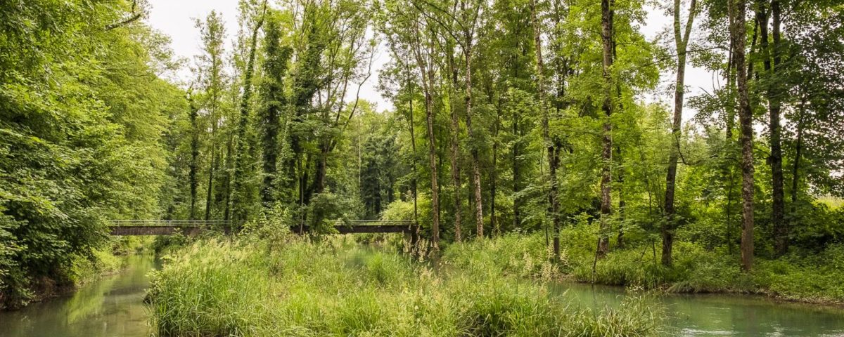 Ausflugstipp «Alte Aare» bei Aarburg